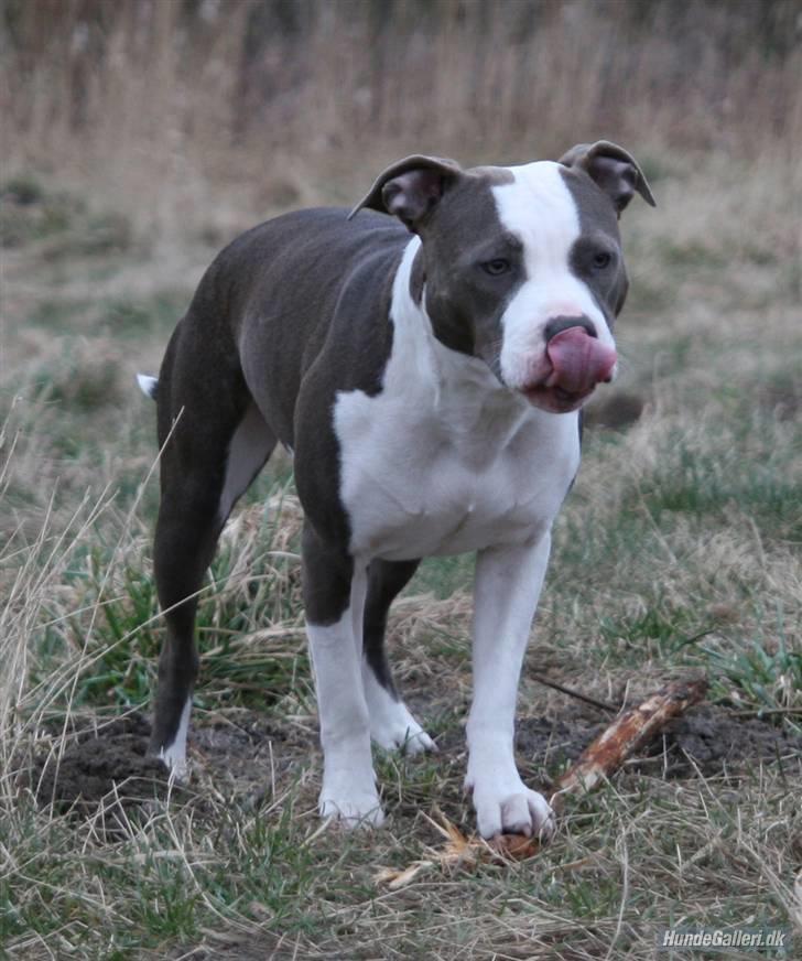 Amerikansk staffordshire terrier Tikki billede 4