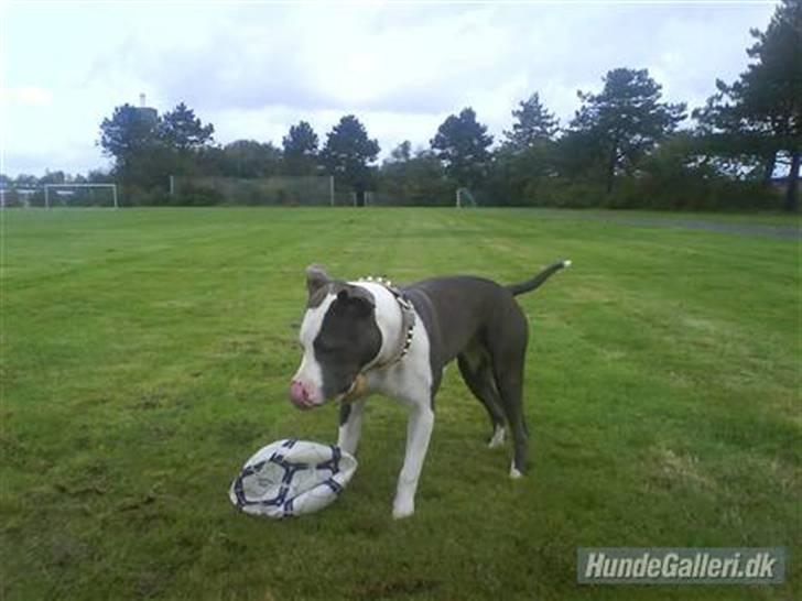Amerikansk staffordshire terrier Tikki billede 5
