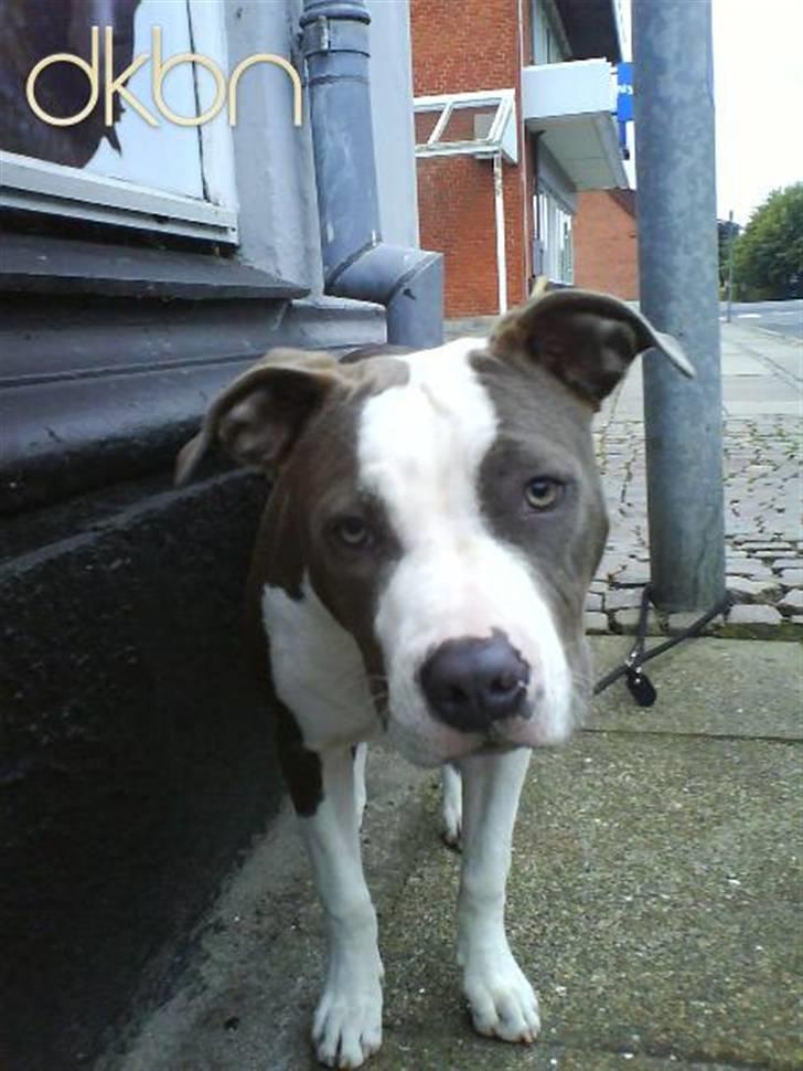 Amerikansk staffordshire terrier Tikki billede 6