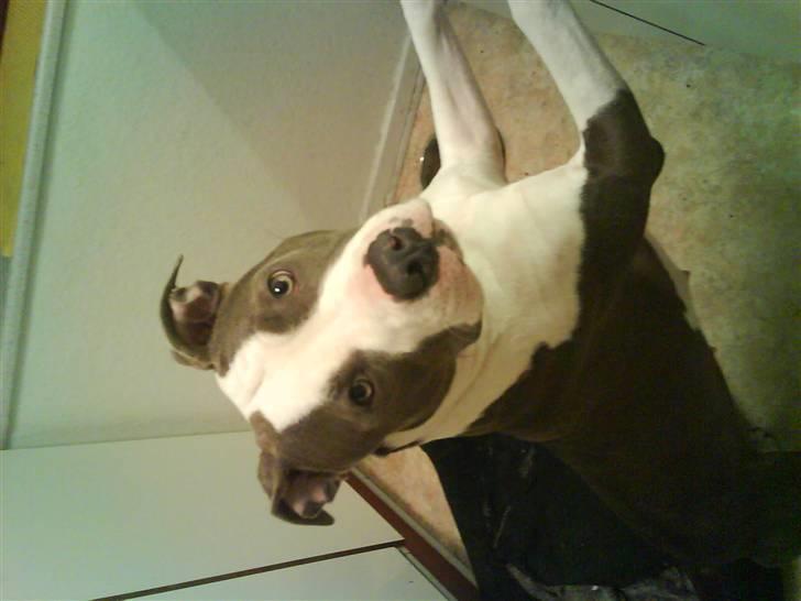 Amerikansk staffordshire terrier Tikki billede 7