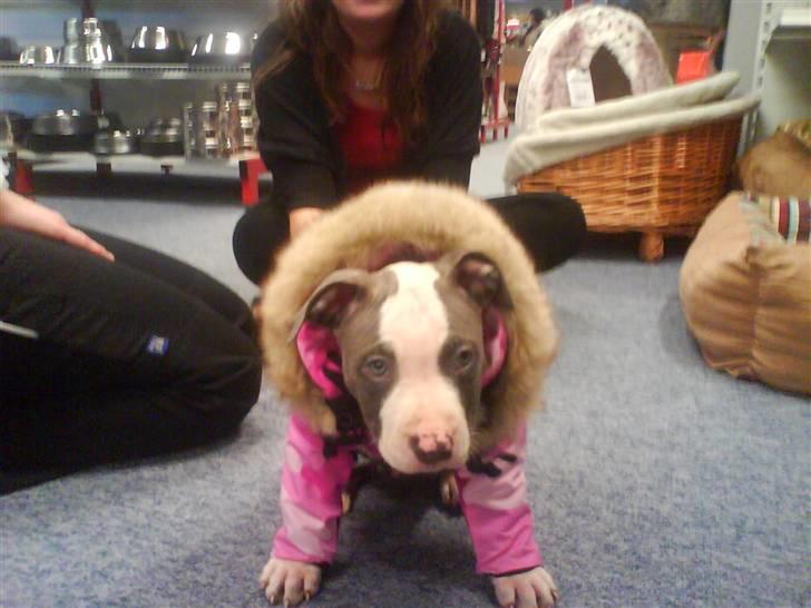 Amerikansk staffordshire terrier Tikki billede 8