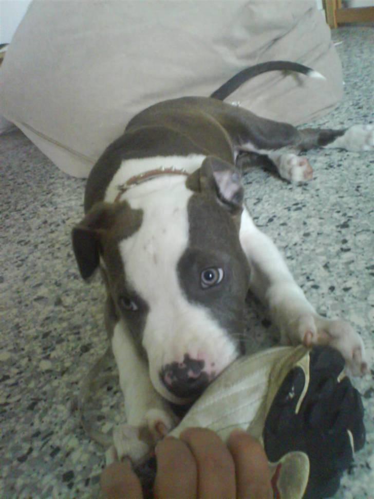 Amerikansk staffordshire terrier Tikki billede 9