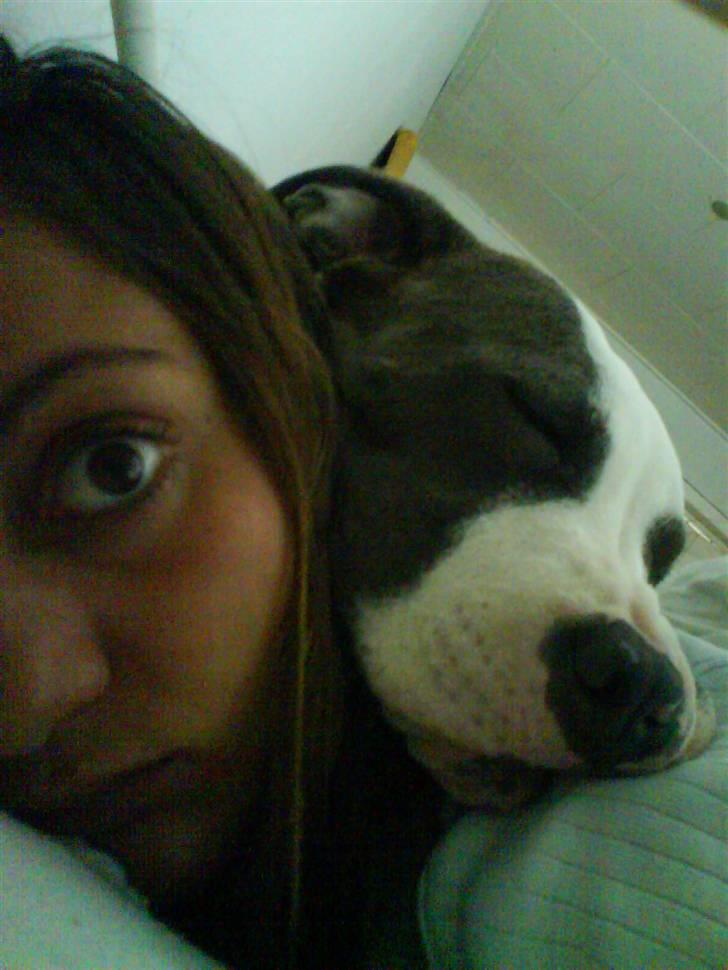 Amerikansk staffordshire terrier Tikki billede 10