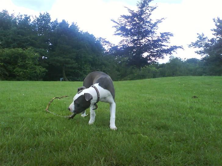 Amerikansk staffordshire terrier Tikki billede 11