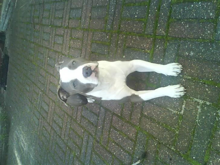 Amerikansk staffordshire terrier Tikki billede 12