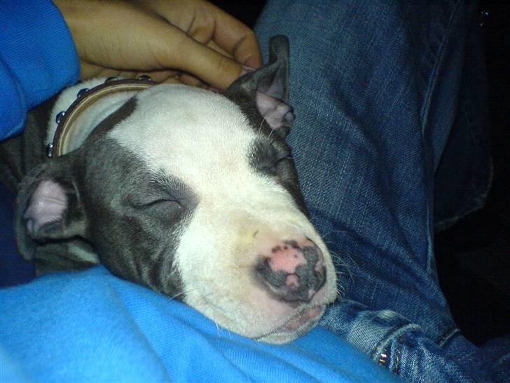 Amerikansk staffordshire terrier Tikki billede 13