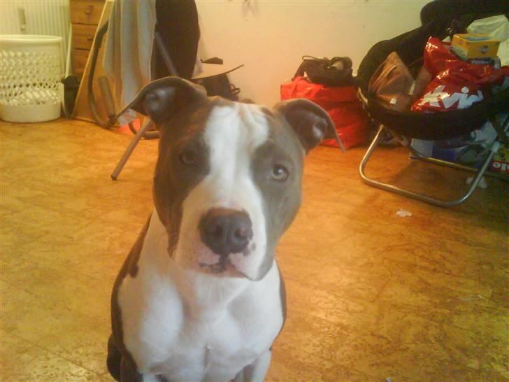 Amerikansk staffordshire terrier Tikki billede 14