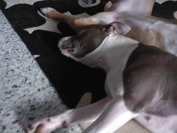 Amerikansk staffordshire terrier Tikki billede 15