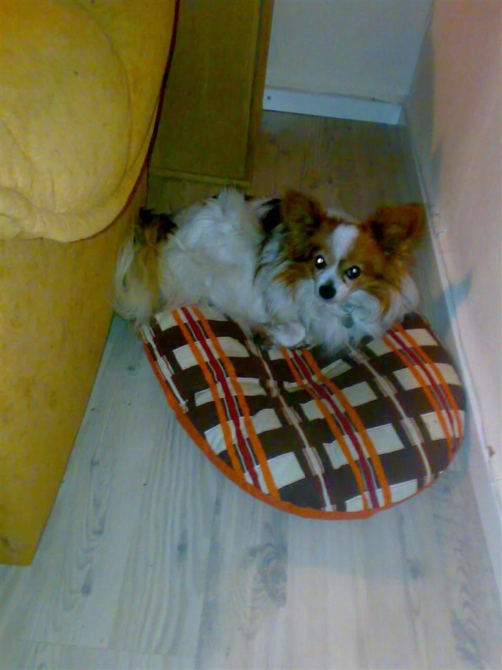 Papillon Teddy billede 11