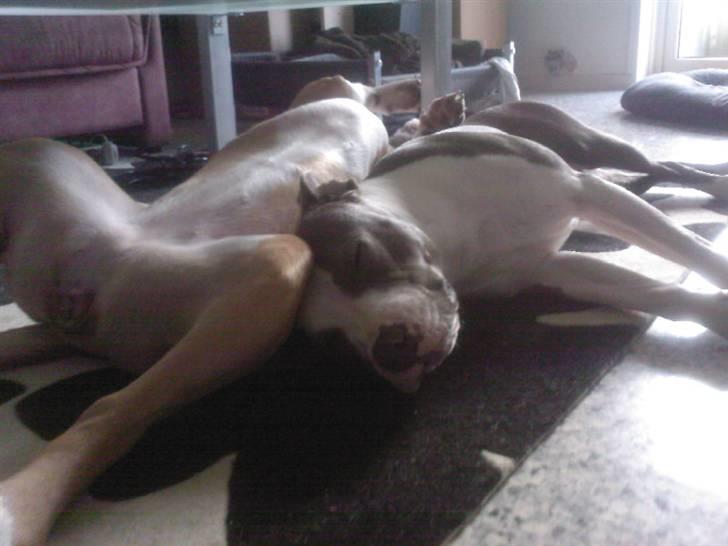 Amerikansk staffordshire terrier Tikki billede 16