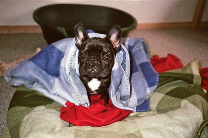 Fransk bulldog Plaire´s Elaine billede 9