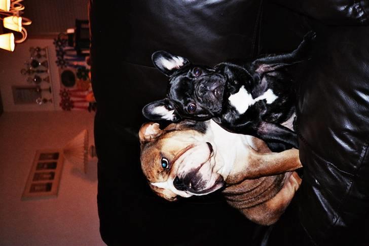 Fransk bulldog Plaire´s Elaine - To veninder har indtaget den nye sofa... billede 10