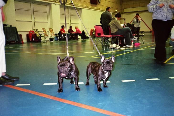 Fransk bulldog Plaire´s Elaine - Mor og datter til Bulldogklubbens juleudstilling i Århus 2007 billede 11