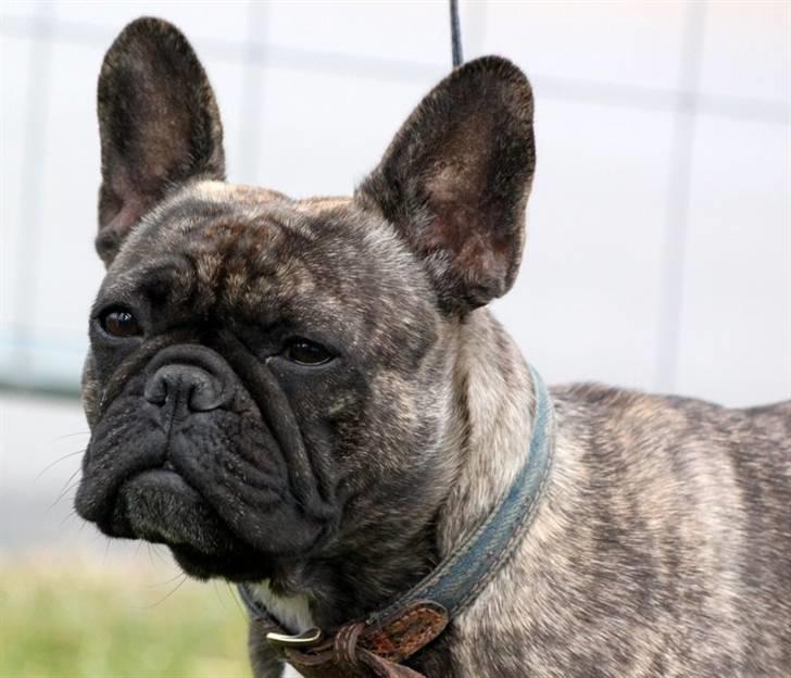 Fransk bulldog Lancome's Øyja billede 1