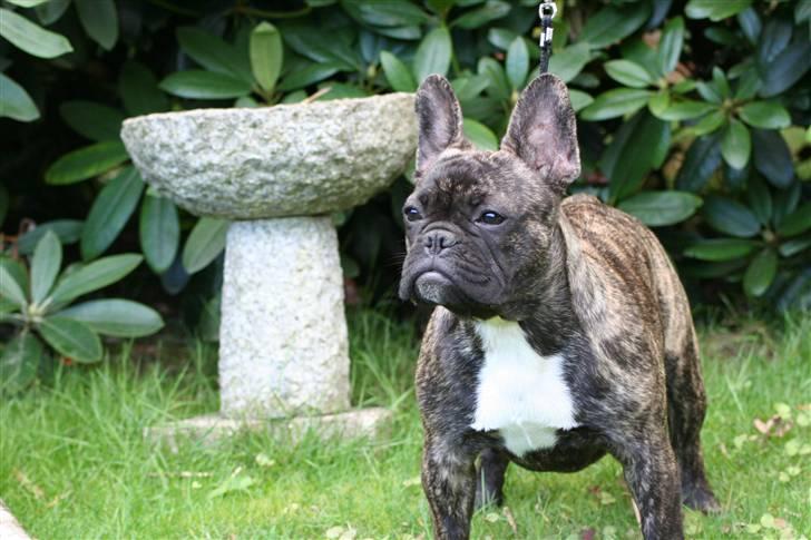 Fransk bulldog Lancome's Øyja billede 2