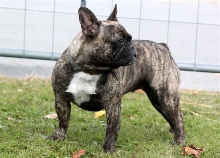 Fransk bulldog Lancome's Øyja billede 3