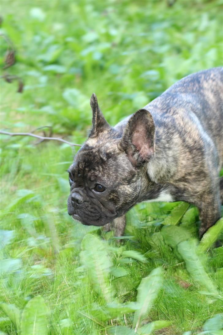 Fransk bulldog Lancome's Øyja billede 4