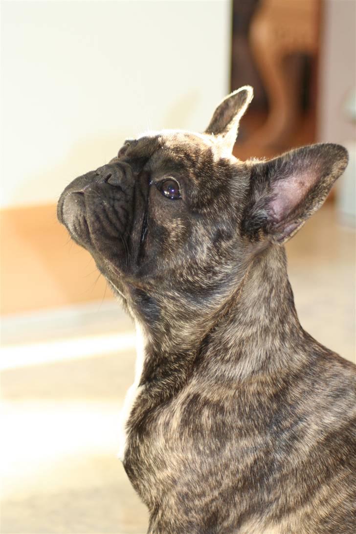 Fransk bulldog Lancome's Øyja billede 5