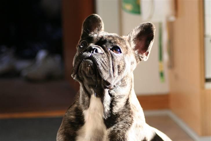 Fransk bulldog Lancome's Øyja billede 6