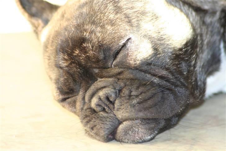 Fransk bulldog Lancome's Øyja billede 7