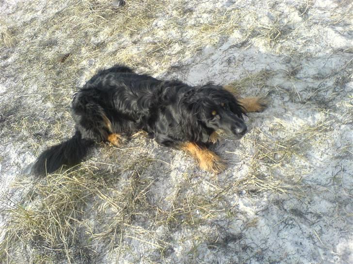 Hovawart Aros billede 2