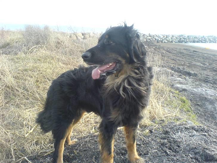 Hovawart Aros billede 3