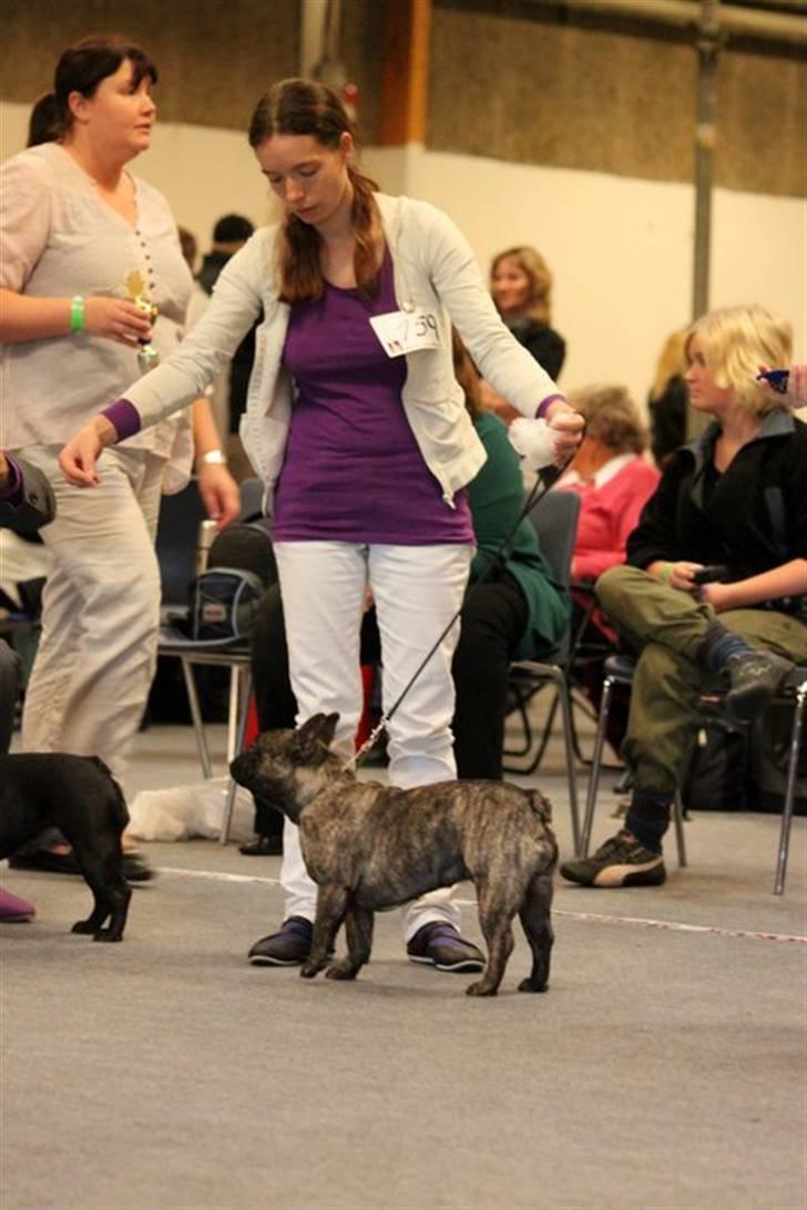 Fransk bulldog Lancome's Øyja billede 8