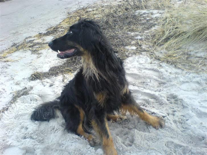 Hovawart Aros billede 4