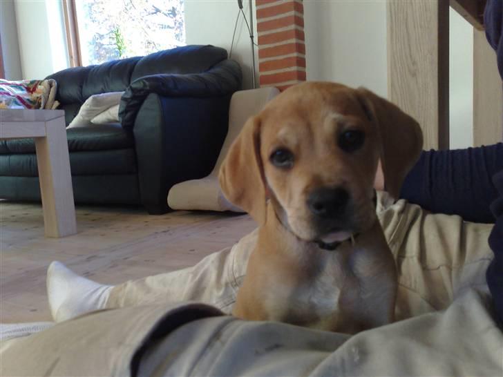 Blanding af racer kato - 9 uger gammel billede 1