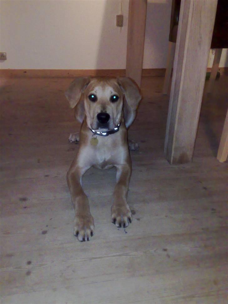 Blanding af racer kato billede 2