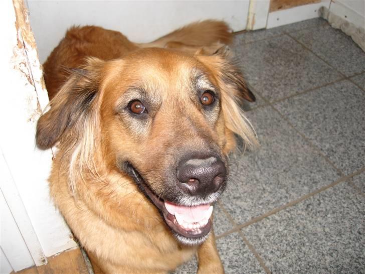 Blanding af racer Molly - Molly billede 2