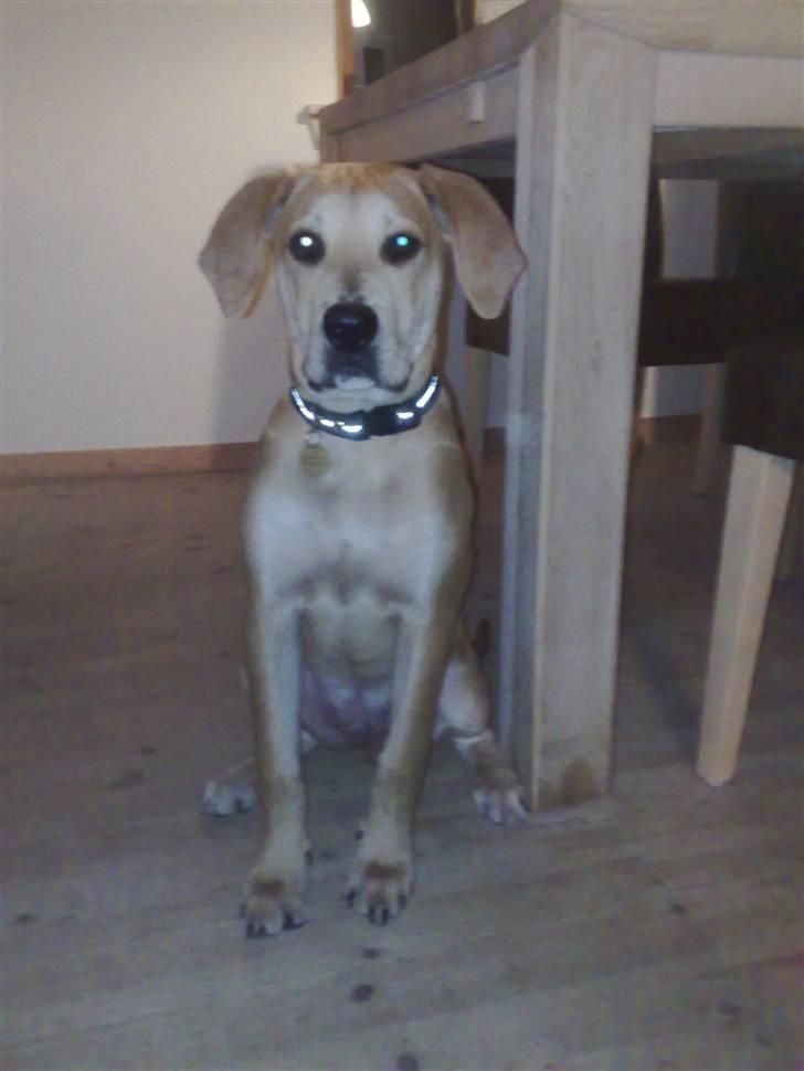 Blanding af racer kato billede 3