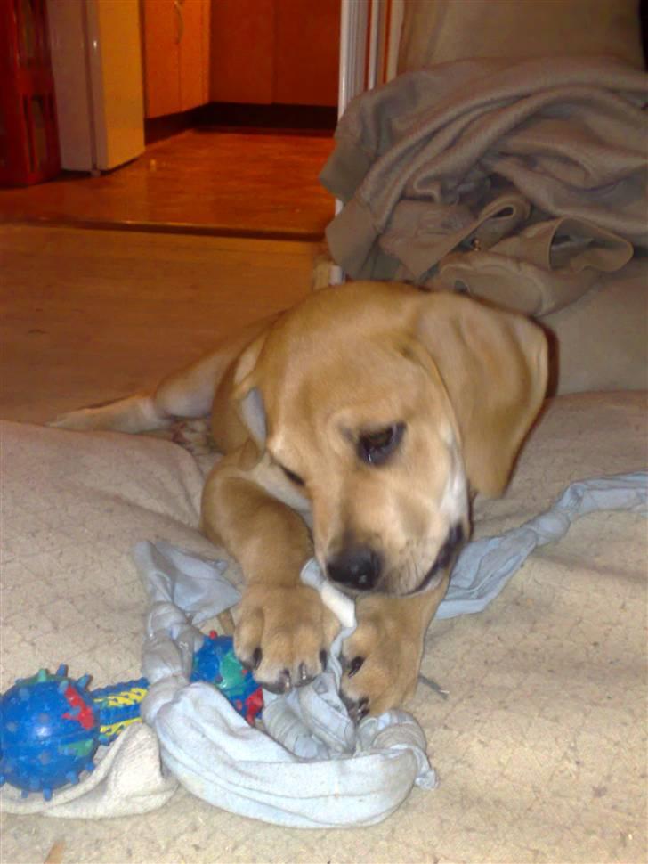 Blanding af racer kato billede 4