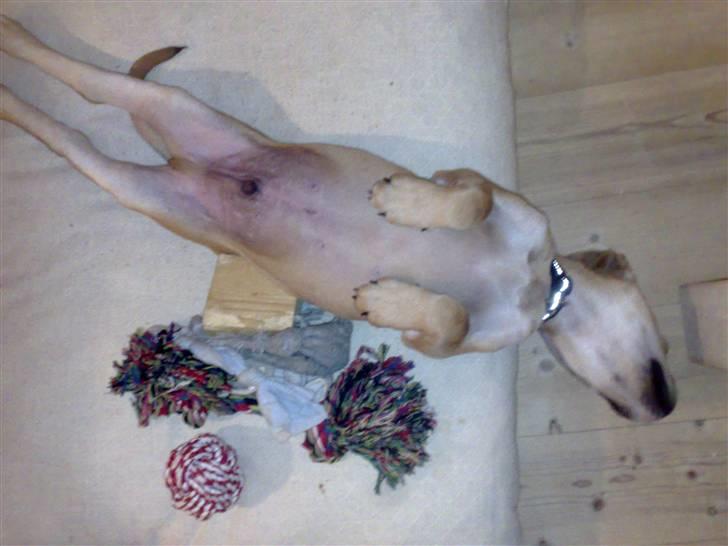 Blanding af racer kato billede 5