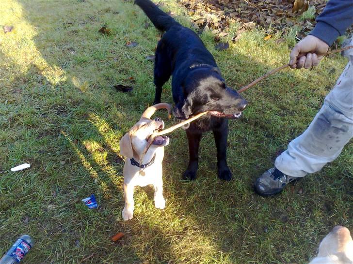 Blanding af racer kato billede 6