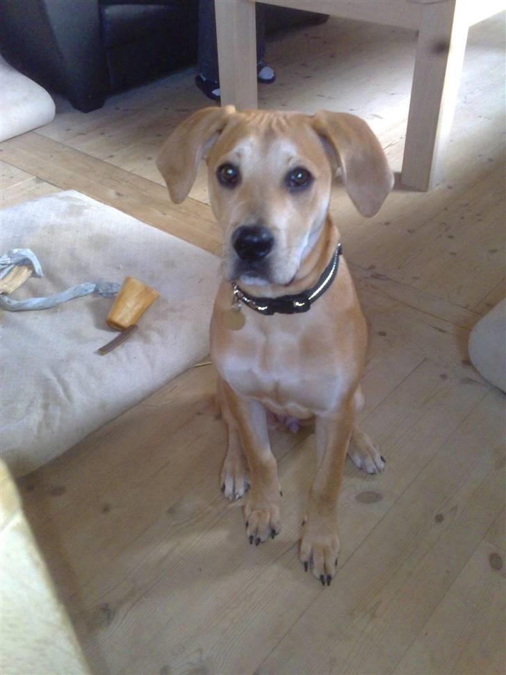 Blanding af racer kato billede 7