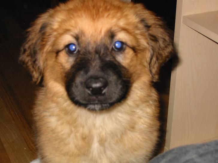 Blanding af racer Molly - Molly da hun lige var kommet hjem til os. billede 3