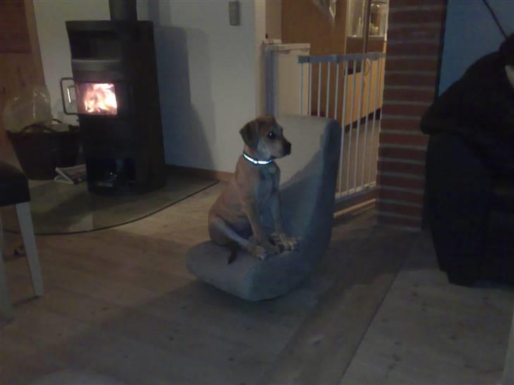 Blanding af racer kato billede 8