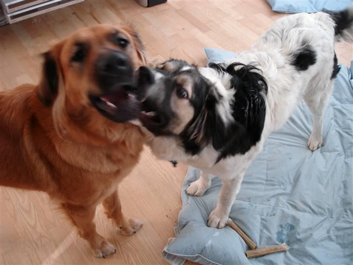 Blanding af racer Molly - Molly og min anden hund Otto billede 4