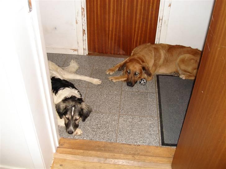 Blanding af racer Molly - Afslapning billede 5