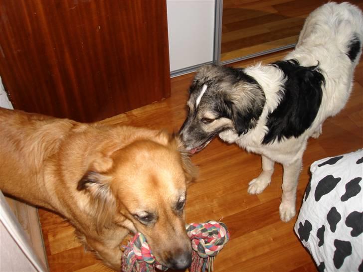 Blanding af racer Molly - Molly og min anden hund Otto billede 6