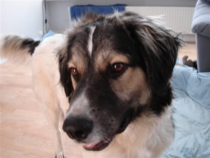 Blanding af racer Otto græsk gadehund - Otto billede 1