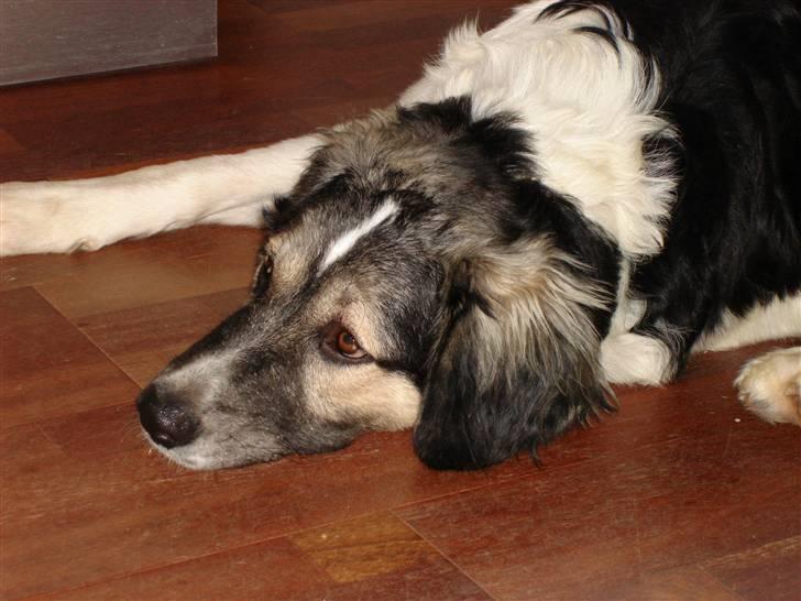 Blanding af racer Otto græsk gadehund - Fedter sig til en godbid billede 2