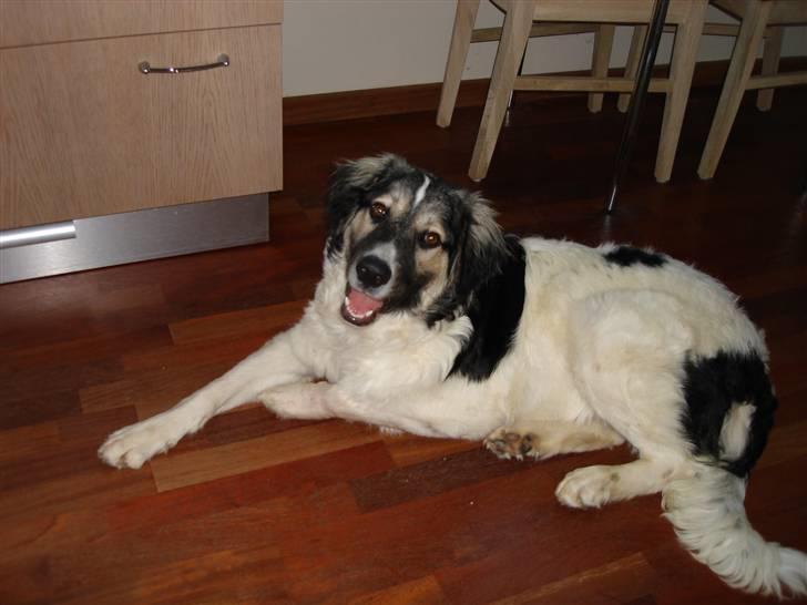 Blanding af racer Otto græsk gadehund billede 3