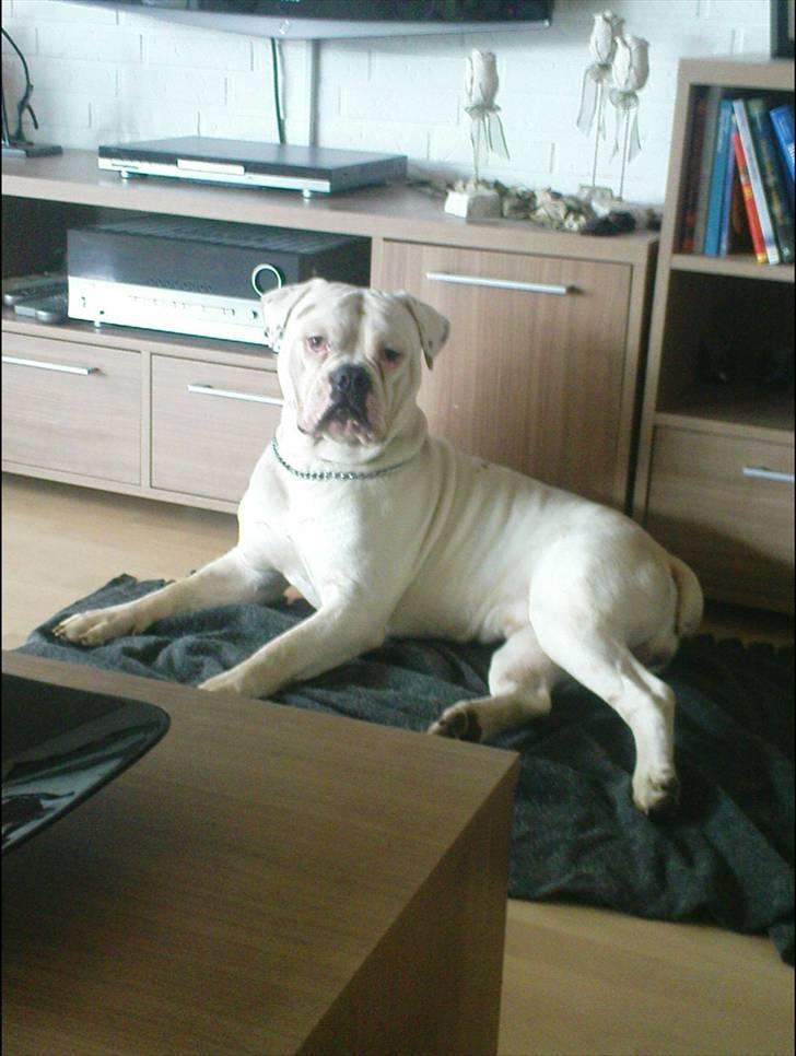 Amerikansk bulldog Max:-) billede 1