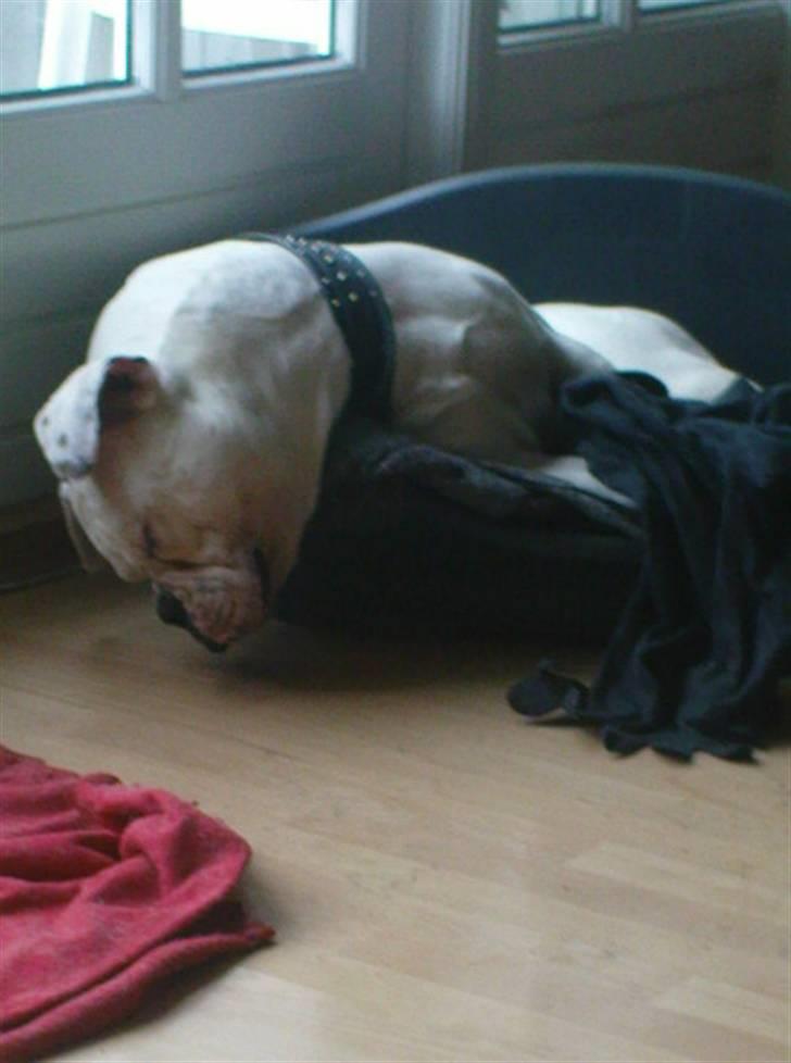 Amerikansk bulldog Max:-) billede 2