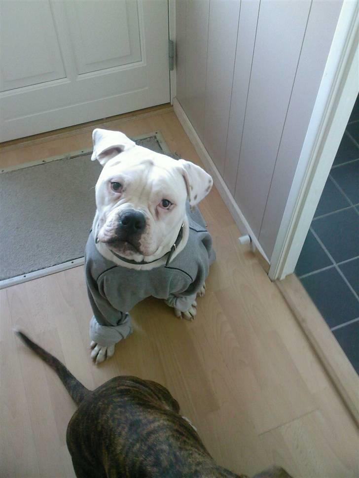 Amerikansk bulldog Max:-) billede 3