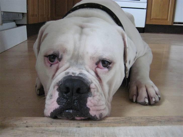 Amerikansk bulldog Max:-) billede 4