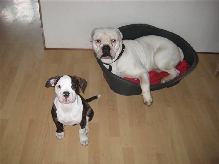 Amerikansk bulldog Max:-) billede 5