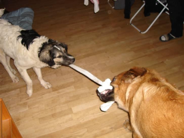 Blanding af racer Otto græsk gadehund - Otto med min anden hund Molly billede 4